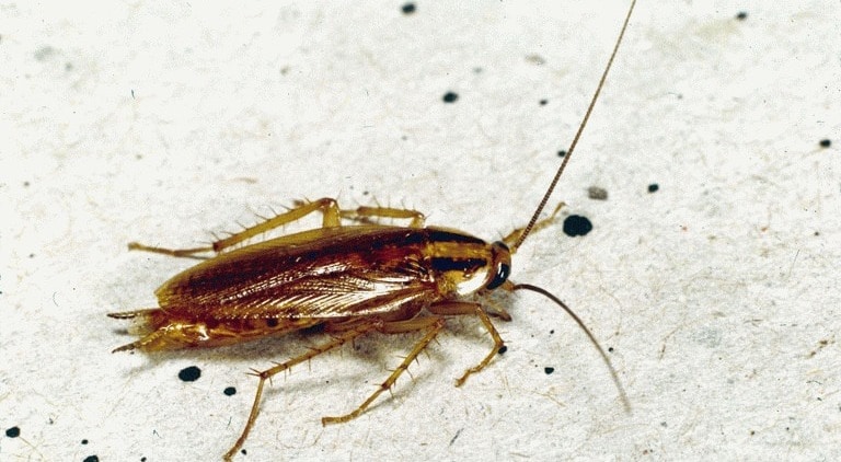 German cockroach or cockroach