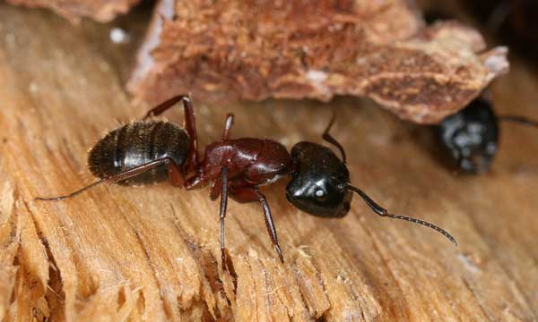 Carpentière ants montreal