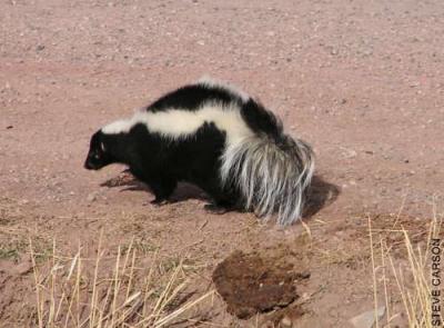 The skunk in Quebec