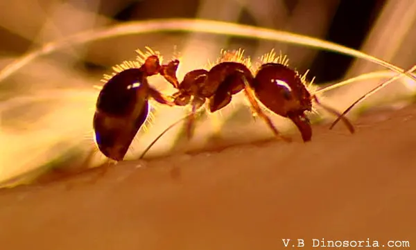 fourmis rouge europenne