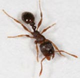 fourmis pave femmelle