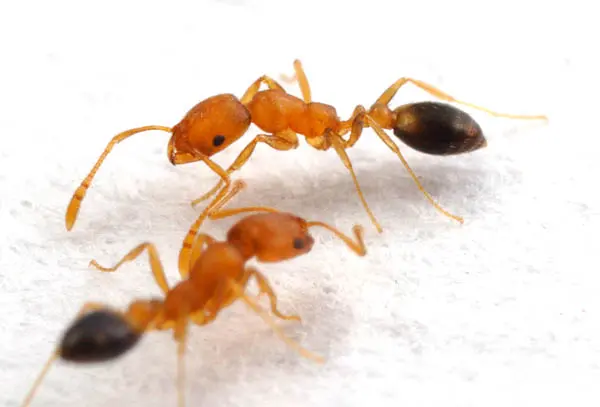 2 pharaoh ants