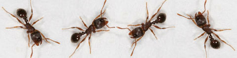 4 fourmis des paves