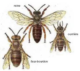 abeille-essaim