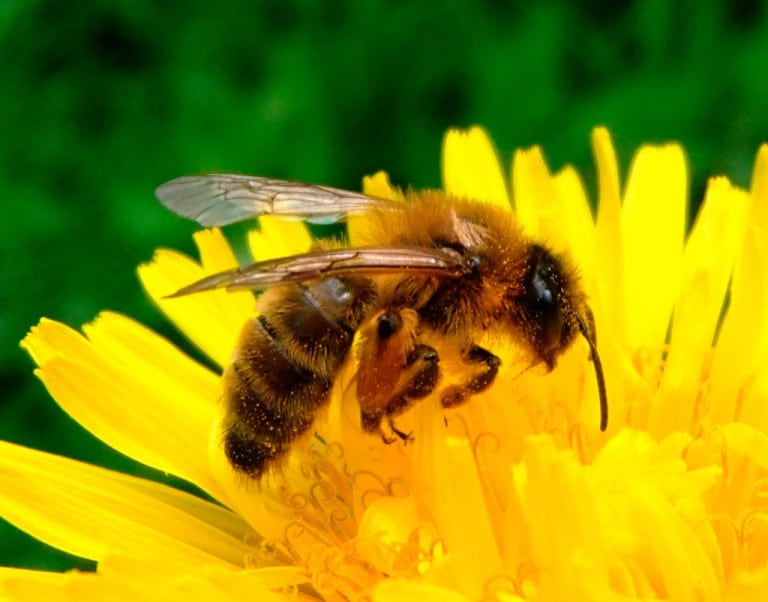 Seul Face à L'abeille Capturer et déplacer l’essaim d’abeilles par un exterminateur