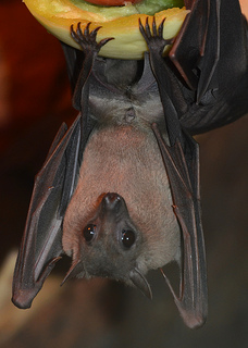 hung bat