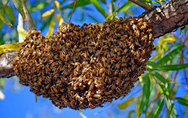essaim d'abeille sur branche
