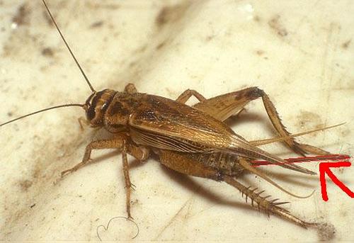 female cricket