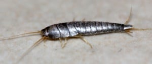 Insecte Rampant Salle De Bain