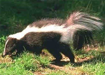 female skunk
