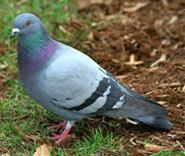 pigeon femelle