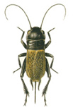 yellow cricket