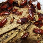 cockroach infestation