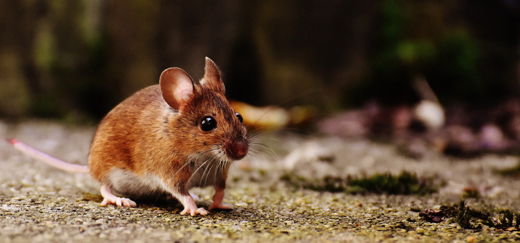Danger of hantavirus with rats