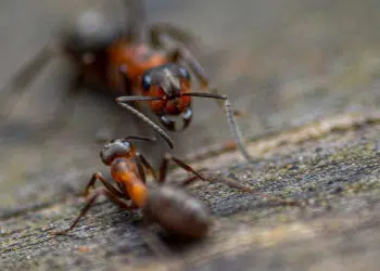 2 fourmis vue de proche