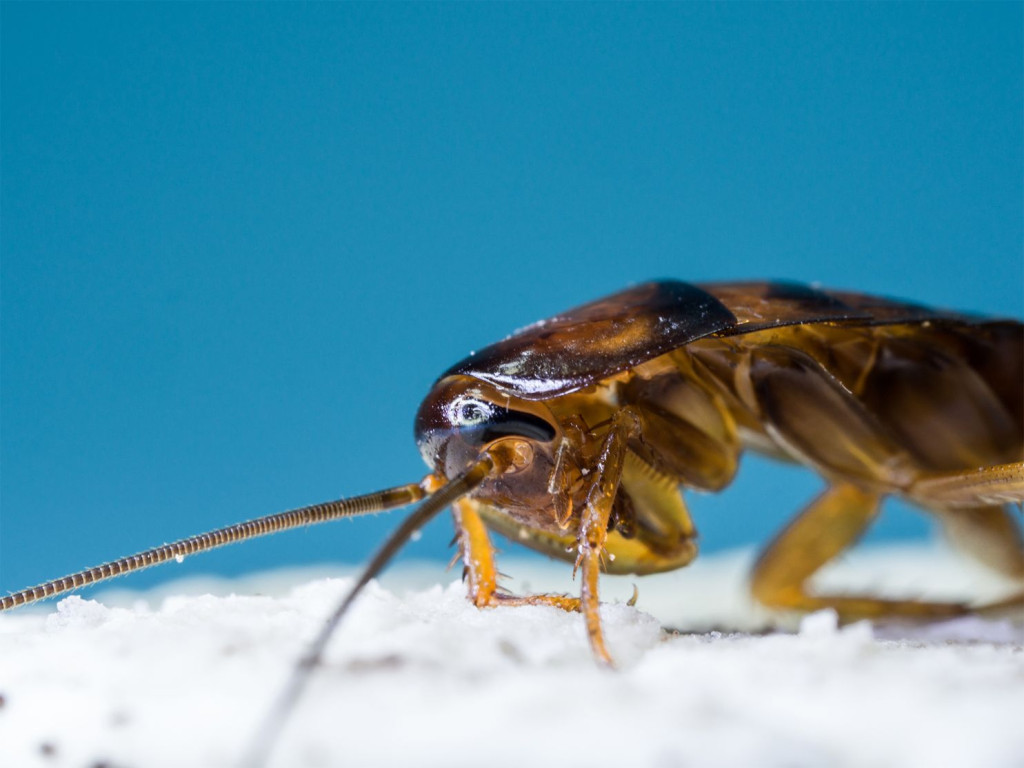 How to protect yourself from bed bugs in Montreal?