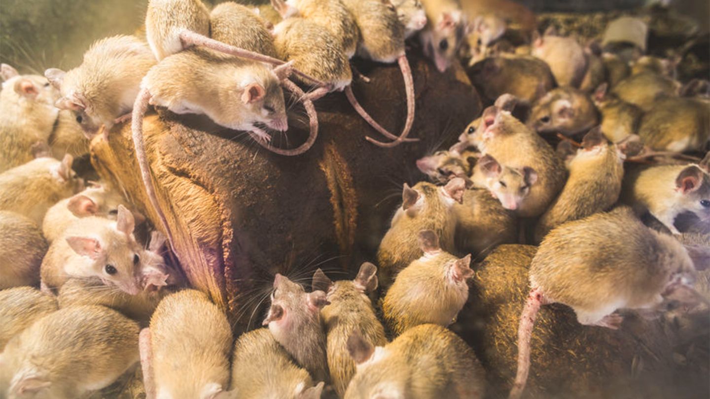 rat colony