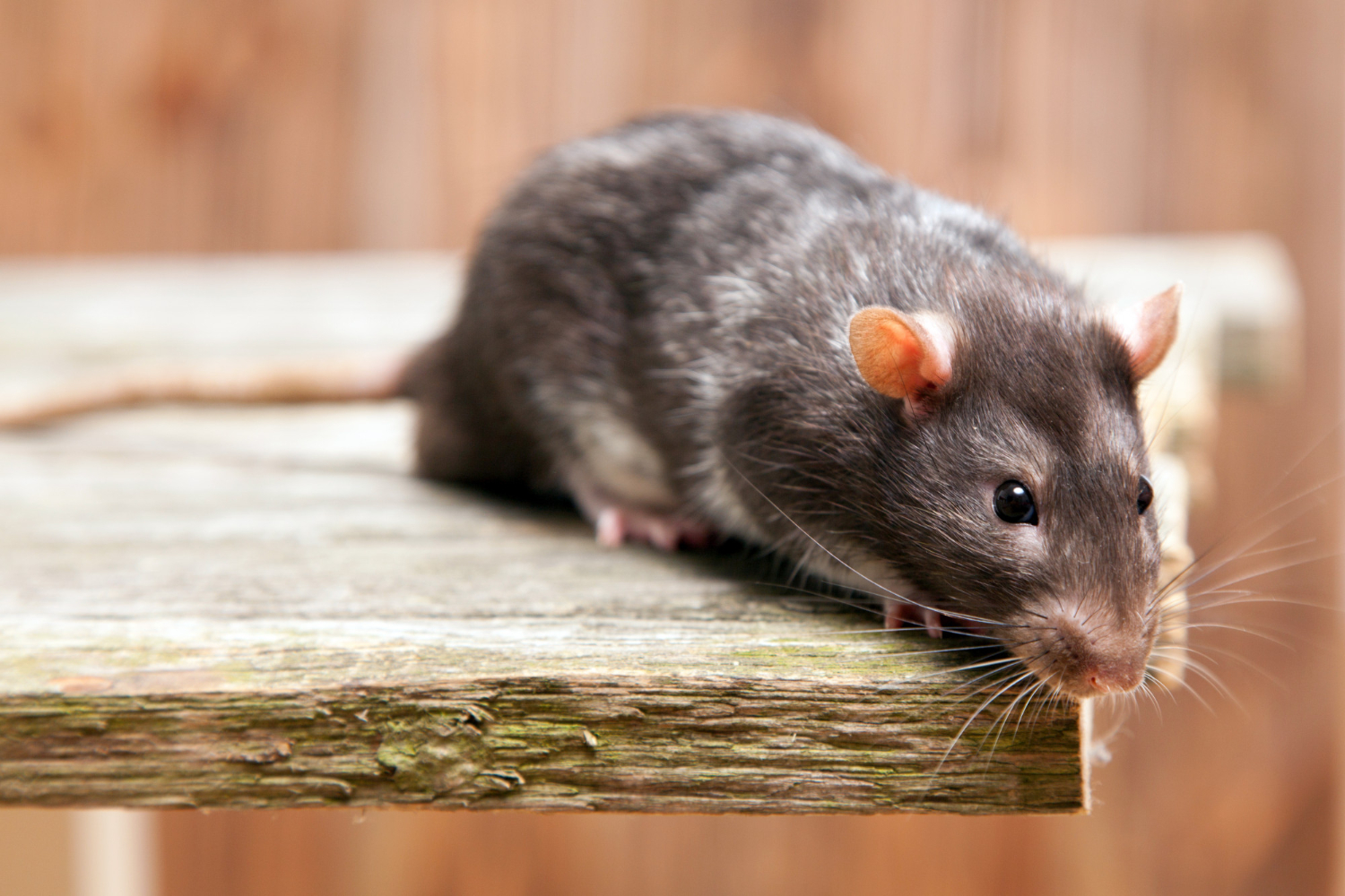 Souris extermination : quel appât pour attirer une souris ou un rat ?