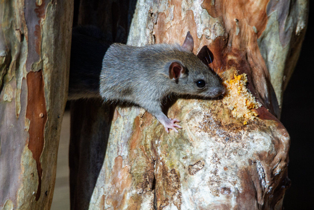 5 tips to get rid of rats in Montreal