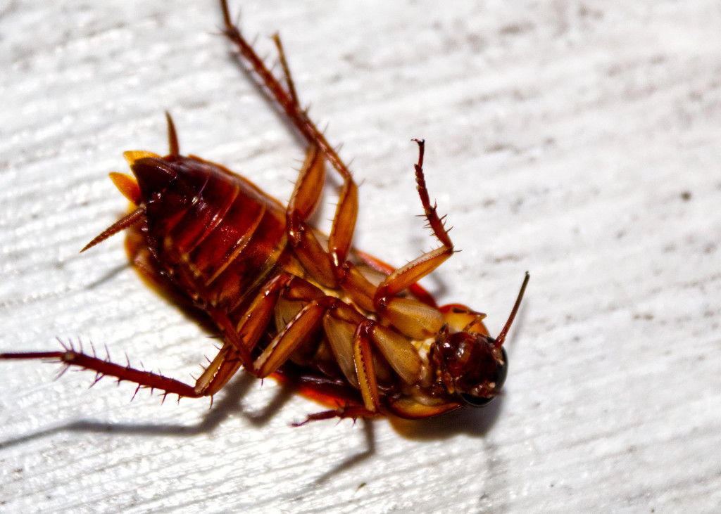 The American cockroach, an intrusive cockroach