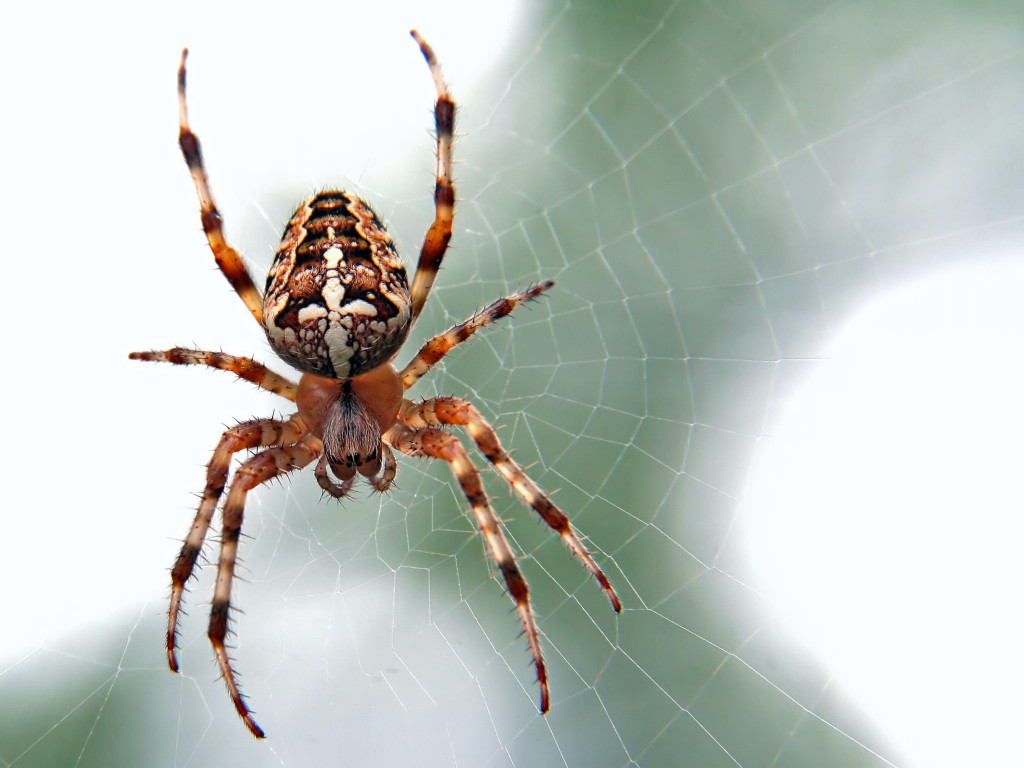 5 things to know about spiders