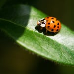 coccinelles asiatique