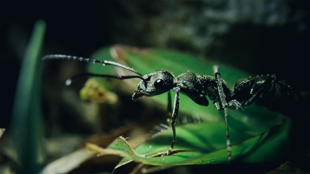 fourmis destrutrice
