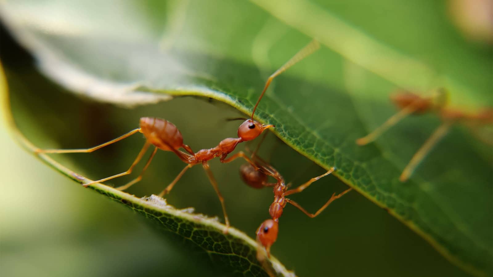 Ressource - Votre exterminateur à Montréal