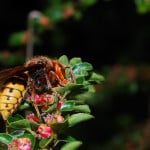 guepe et abeille