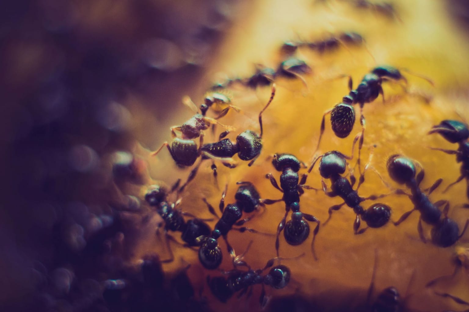 Pourquoi les fourmis sortentelles quand il fait chaud ? Votre exterminateur à Montréal