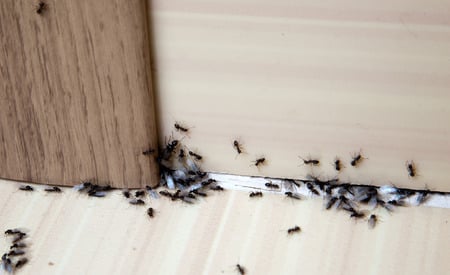 How to get rid of ants inside the house?
