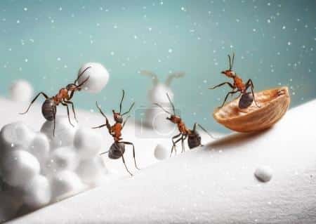 Do ants live in winter?