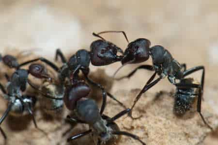 How to eliminate carpenter ants?