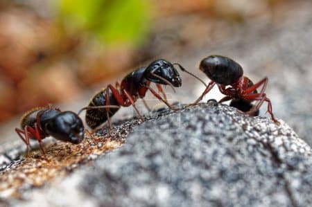 Comment savoir si on a des fourmis charpentières ?