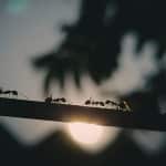 fourmis charpentieres